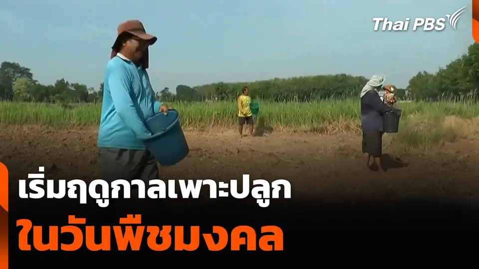 เกษตรหลายพื้นที่เริ่มฤดูกาลเพาะปลูกในวันพืชมงคล