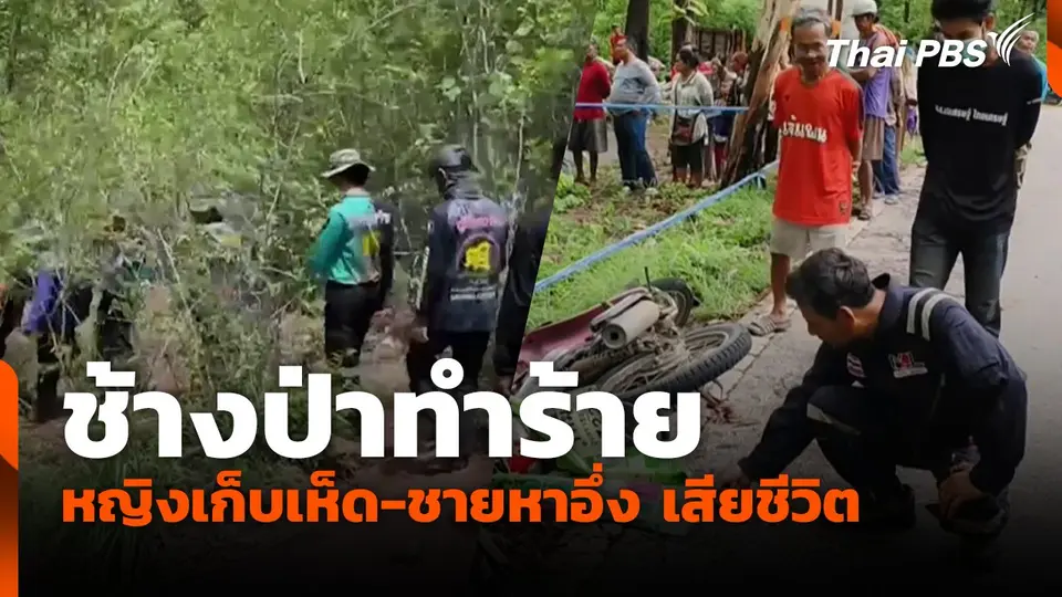 ช้างป่าทำร้าย หญิงเก็บเห็ด-ชายหาอึ่ง เสียชีวิต