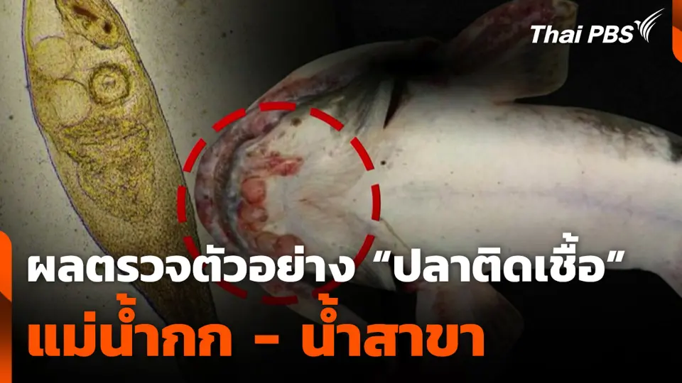 ผลตรวจตัวอย่าง "ปลาติดเชื้อ" แม่น้ำกก - น้ำสาขา