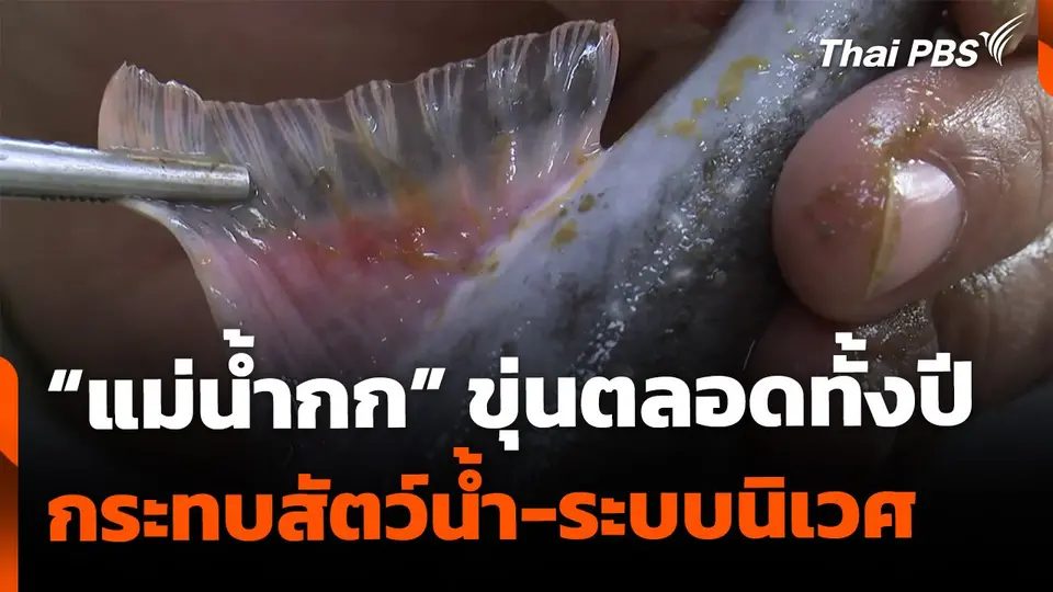 แม่น้ำกกขุ่นตลอดปี กระทบระบบนิเวศ