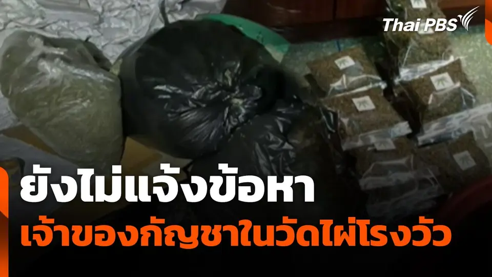ยังไม่แจ้งข้อหาเจ้าของกัญชาในวัดไผ่โรงวัว