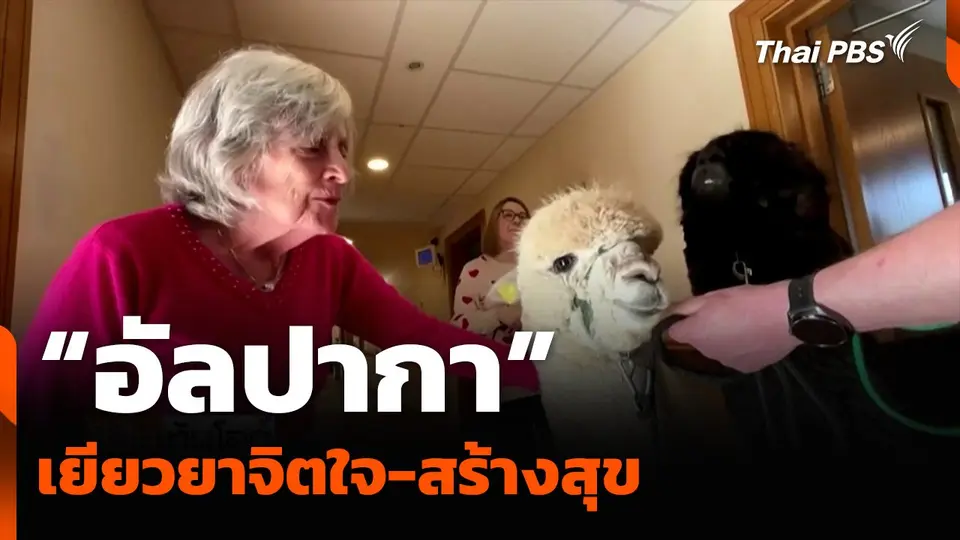“อัลปากา” เยียวยาจิตใจ-สร้างสุข