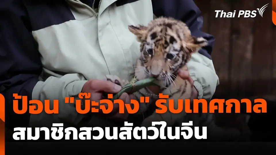 ป้อน "บ๊ะจ่าง" ต้อนรับเทศกาล สมาชิกสวนสัตว์จีน