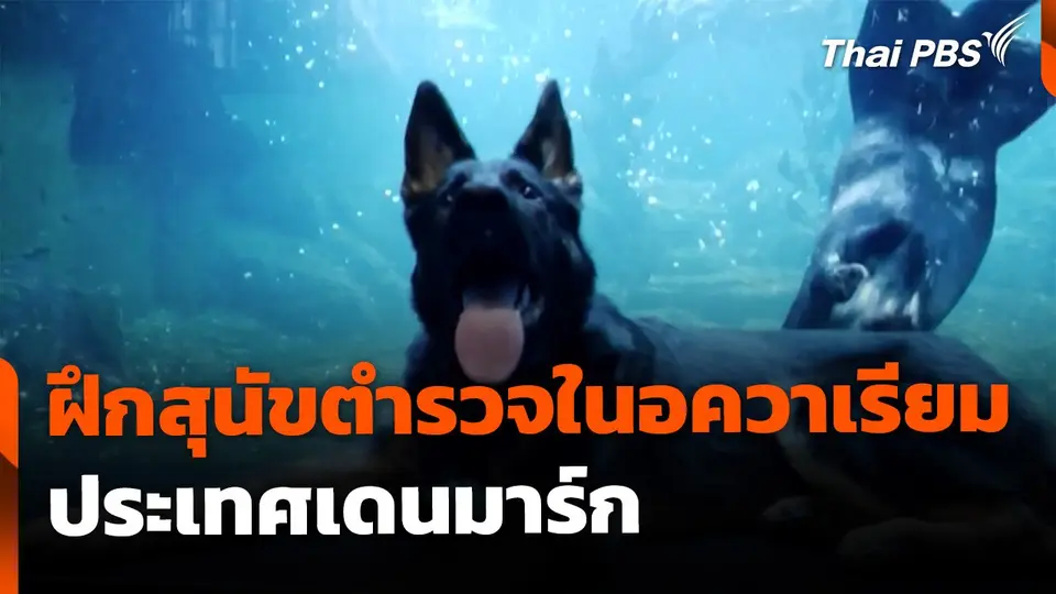 ฝึกสุนัขตำรวจในอควาเรียม ประเทศเดนมาร์ก
