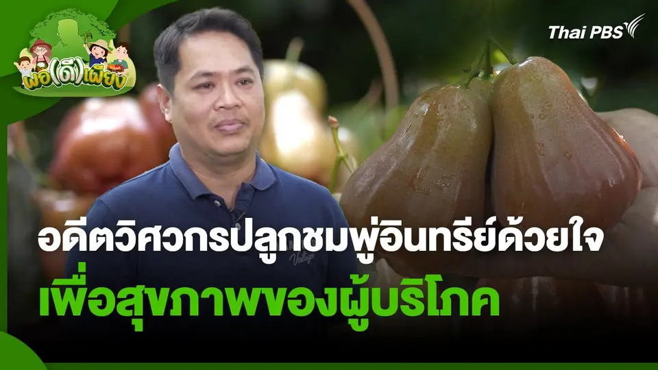 พอดีพอเพียง : อดีตวิศวกรปลูกชมพู่อินทรีย์ด้วยใจเพื่อสุขภาพของผู้บริโภค