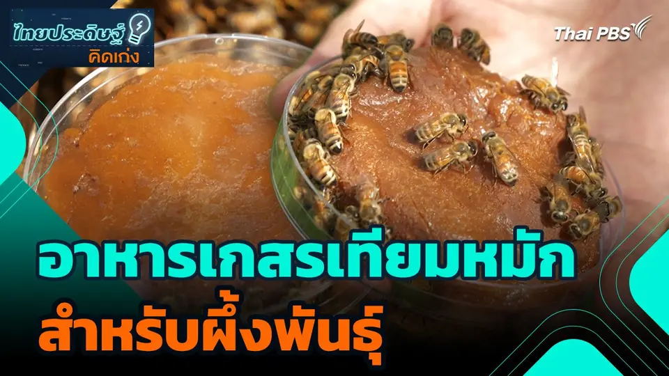 ไทยประดิษฐ์คิดเก่ง : อาหารเกสรเทียมหมักสำหรับผึ้งพันธุ์