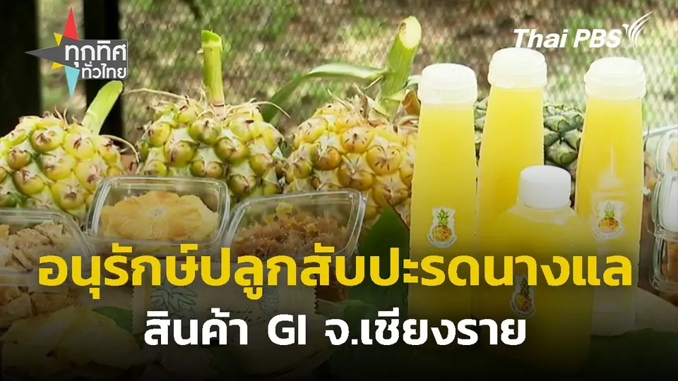 อนุรักษ์ปลูกสับปะรดนางแล สินค้า GI จ.เชียงราย
