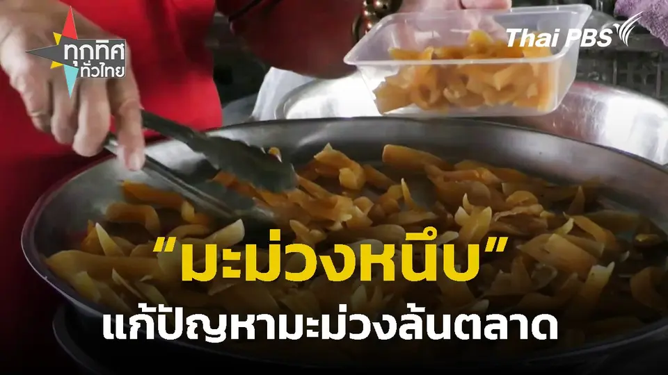 "มะม่วงหนึบ" แก้ปัญหามะม่วงล้นตลาด