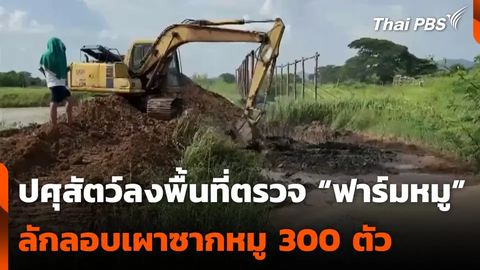 ปศุสัตว์ลงพื้นที่ตรวจ “ฟาร์มหมู” ลักลอบเผาซากหมู 300 ตัว