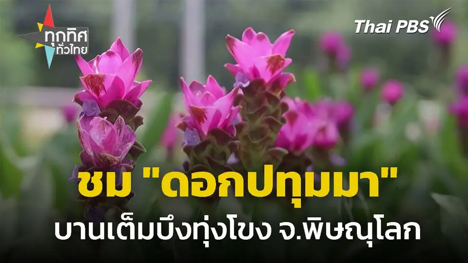 ชม "ดอกปทุมมา" บานเต็มบึงทุ่งโขง จ.พิษณุโลก