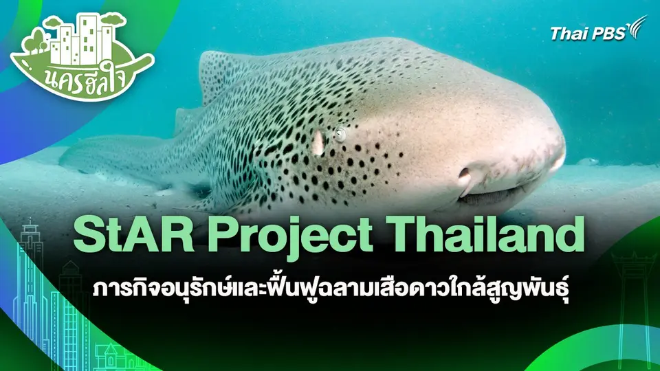 นครฮีลใจ : StAR Project Thailand ภารกิจอนุรักษ์และฟื้นฟูฉลามเสือดาวใกล้สูญพันธุ์