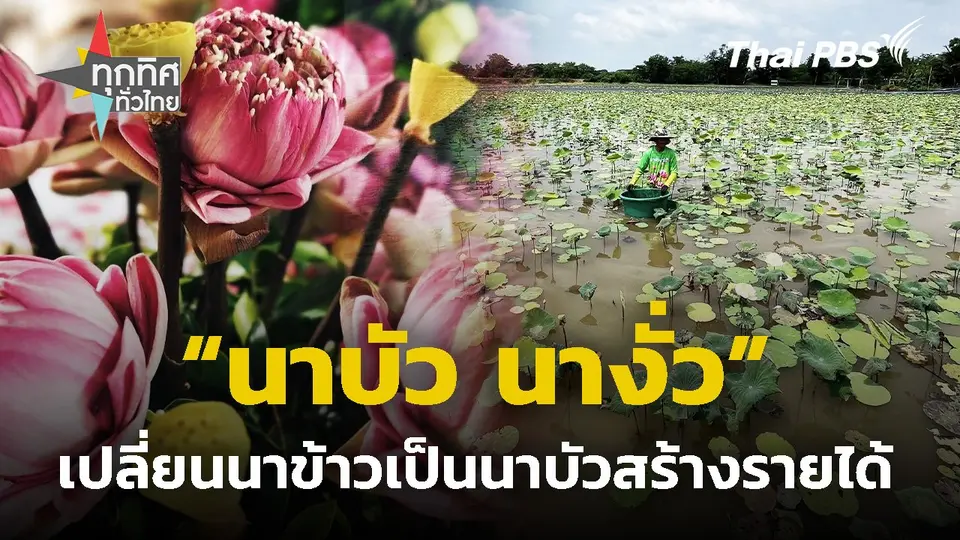 "นาบัว นางั่ว" เปลี่ยนนาข้าวเป็นนาบัวสร้างรายได้