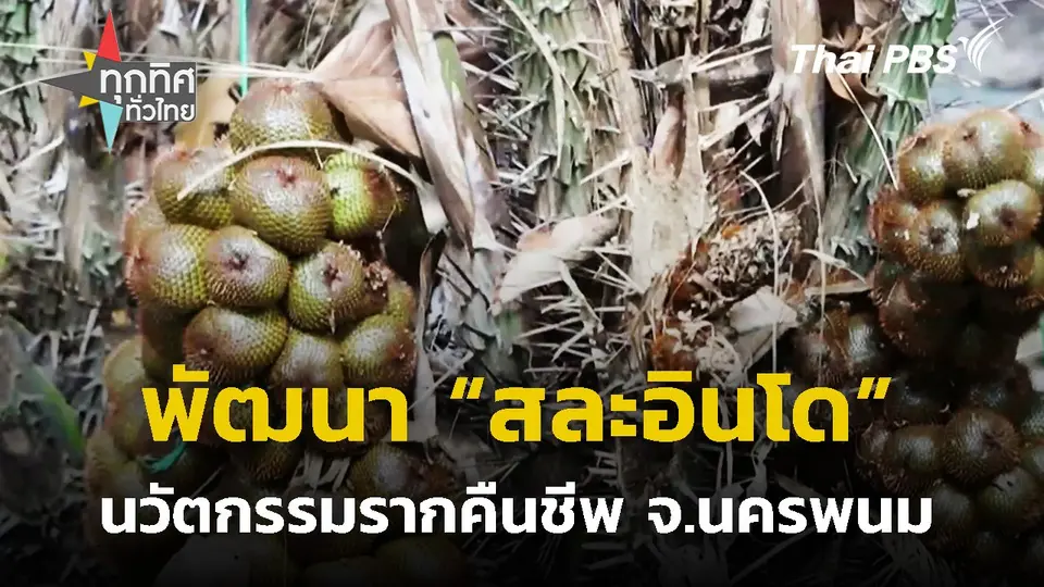 นวัตกรรมรากคืนชีพ พัฒนา "สละอินโด" จ.นครพนม