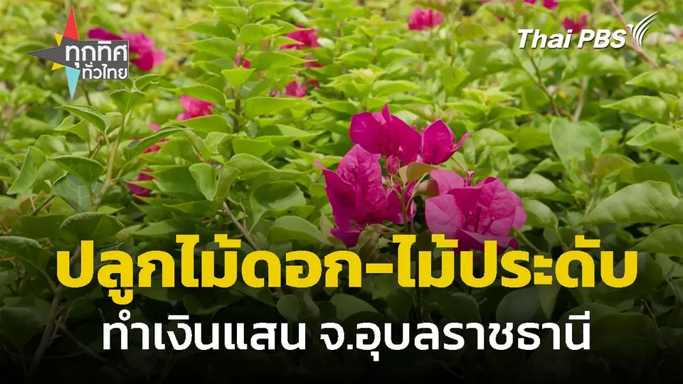 ปลูกไม้ดอก-ไม้ประดับ ทำเงินหลักแสน