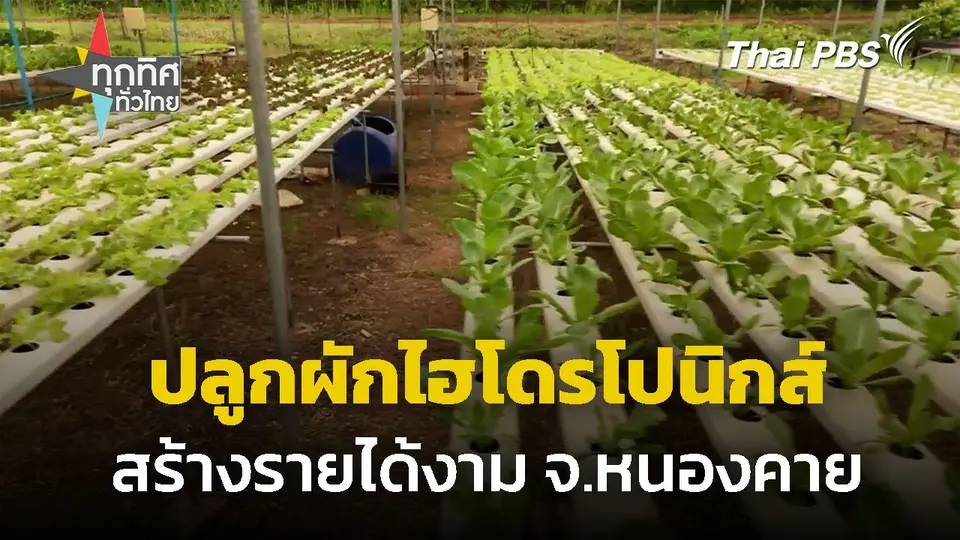ปลูกผักไฮโดรโปนิกส์ สร้างรายได้งาม