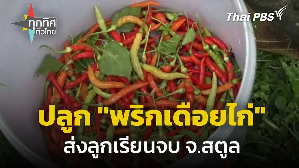 ปลูก "พริกเดือยไก่" ส่งลูกเรียนจบ ควบคู่การทำเกษตรอินทรีย์