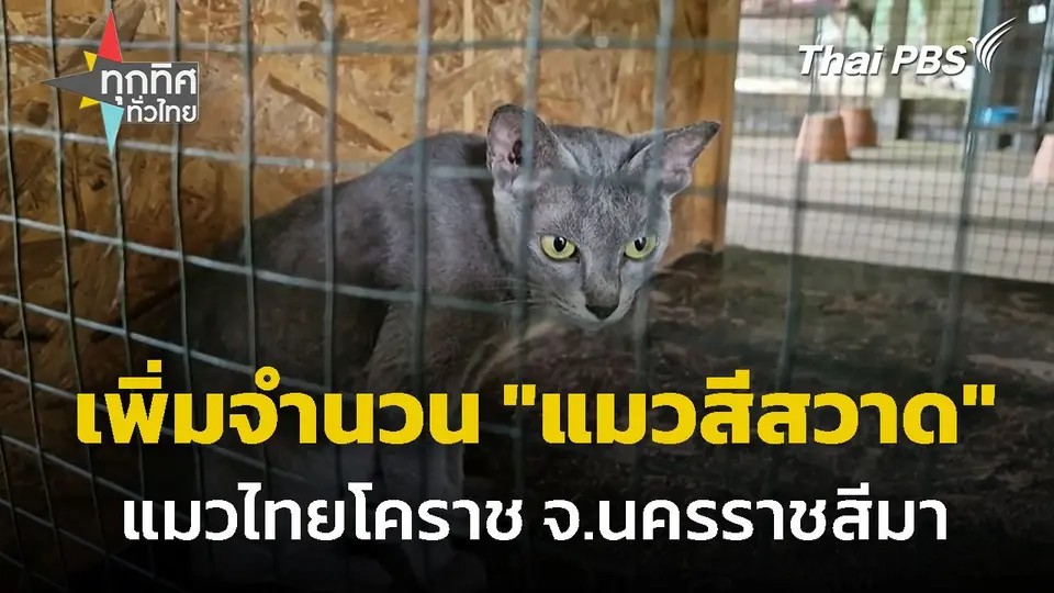 เร่งเพิ่มประชากร "แมวสีสวาด" จ.นครราชสีมา
