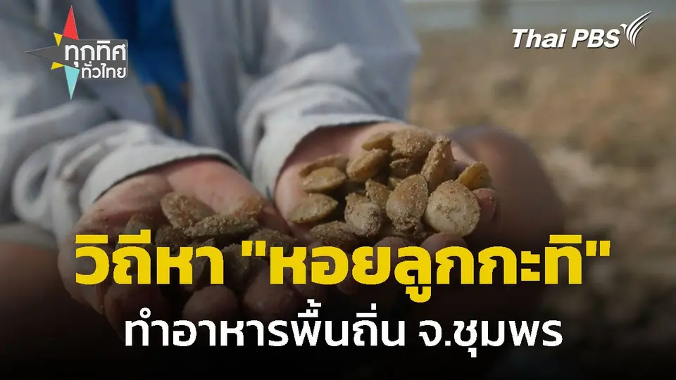 วิถีหา "หอยลูกกะทิ" ทำอาหารพื้นถิ่น จ.ชุมพร
