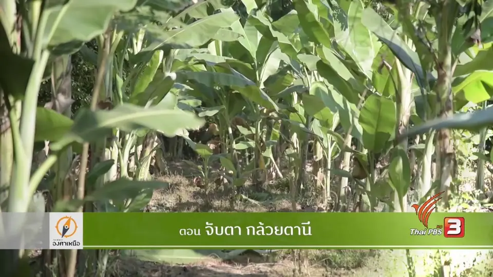 จับตากล้วยตานี