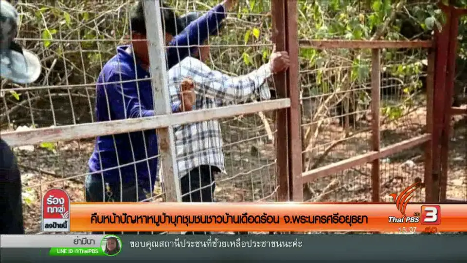 คืบหน้าปัญหาหมูป่าบุกชุมชนชาวบ้านเดือดร้อน จ.พระนครศรีอยุธยา