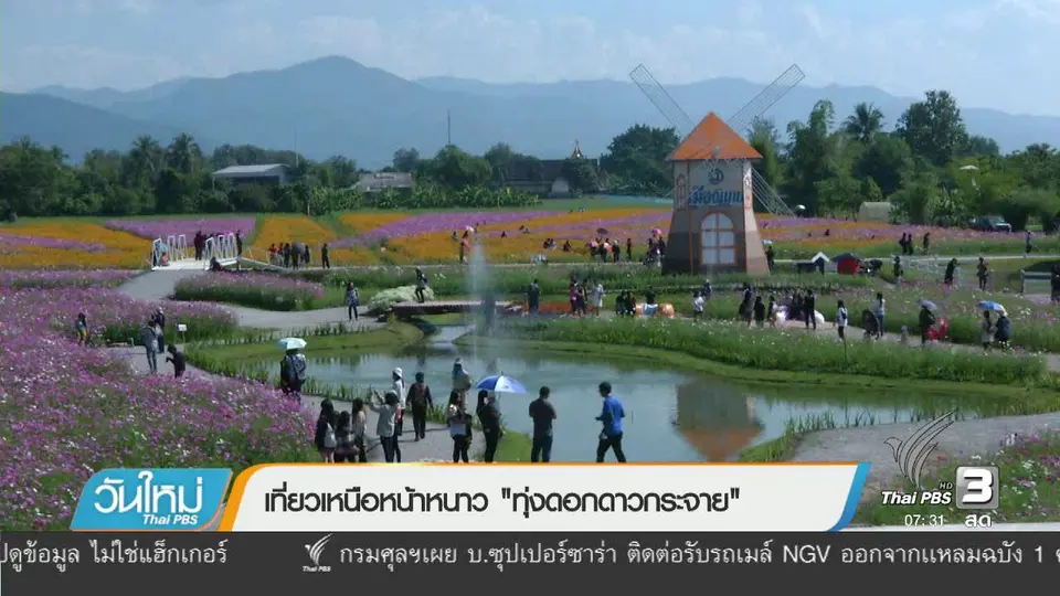 เที่ยวเหนือหน้าหนาว "ทุ่งดอกดาวกระจาย"