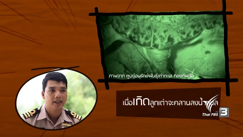 อาสาสมัครพิทักษ์เต่า