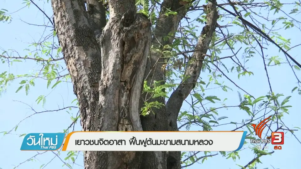 เยาวชนจิตอาสา ฟื้นฟูต้นมะขามสนามหลวง