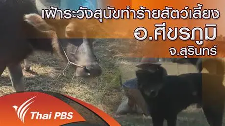 เฝ้าระวังสุนัขทำร้ายสัตว์เลี้ยง อ.ศีขรภูมิ จ.สุรินทร์