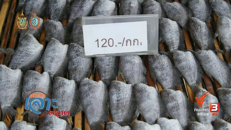 สายสืบเจาะตลาด : ราคาปลาสลิด อ.บางบ่อ จ.สมุทรปราการ