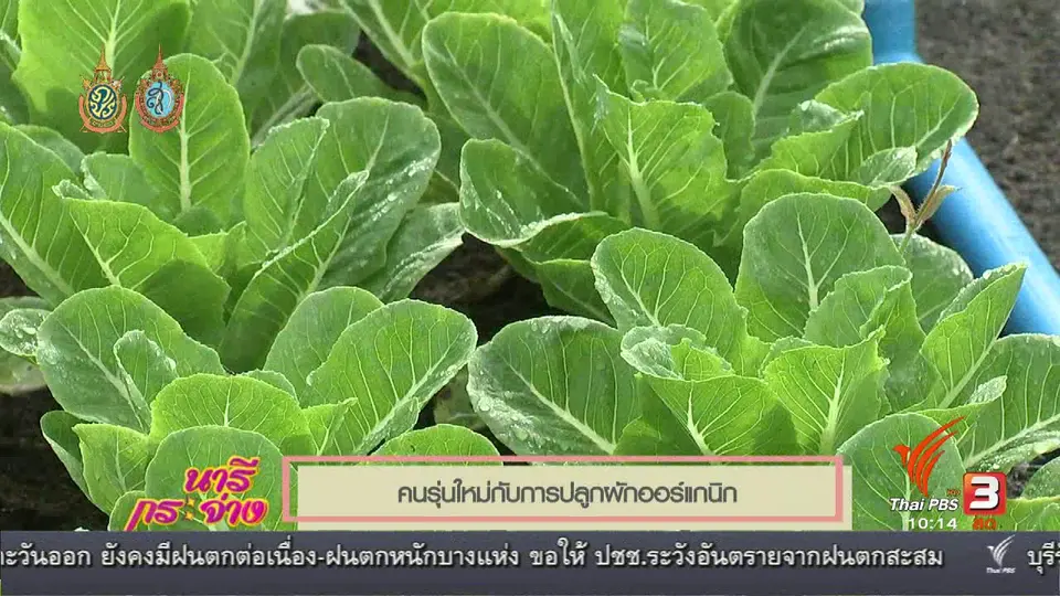 TALK : กว่าจะมาเป็น "มังกรหยก เจ้าชายผักสลัด"