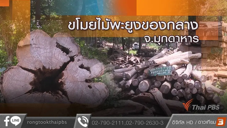 ขโมยไม้พะยูงของกลาง จ.มุกดาหาร
