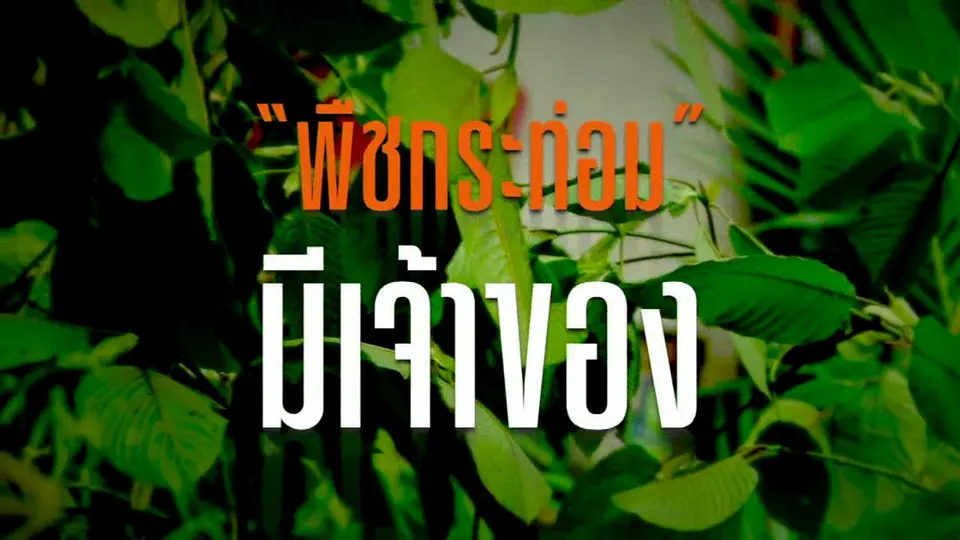 พืชกระท่อม มีเจ้าของ