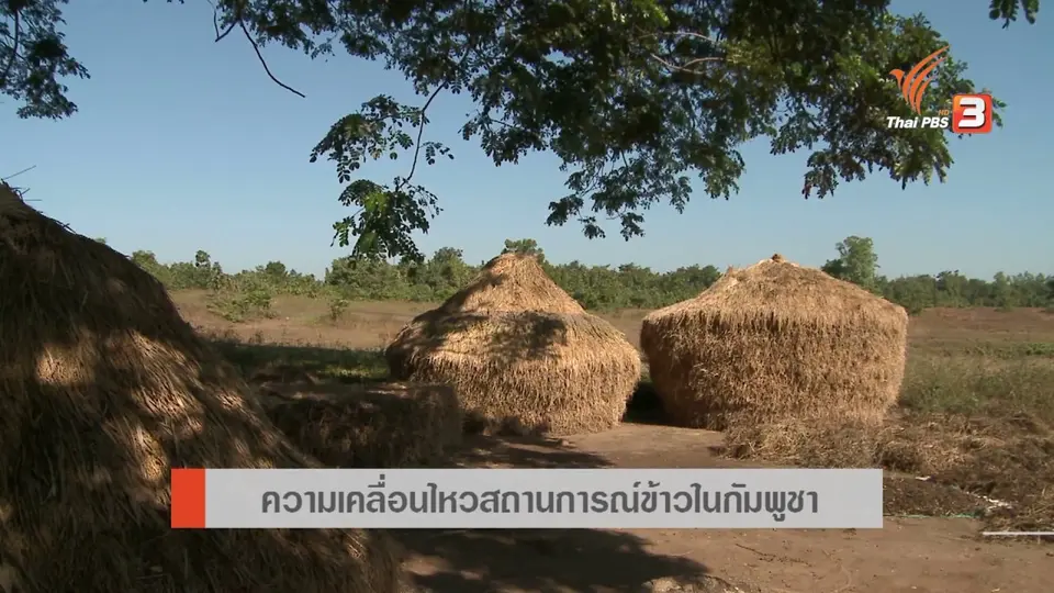 AEC Movement : ความเคลื่อนไหวสถานการณ์ข้าวในกัมพูชา