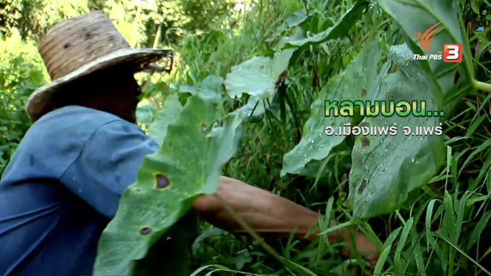 ตะลุยทั่วไทย : หลามบอน