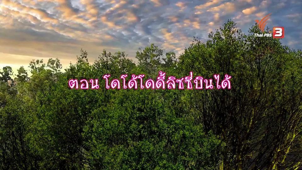 โดโด้โดดี้ลิซซี่บินได้