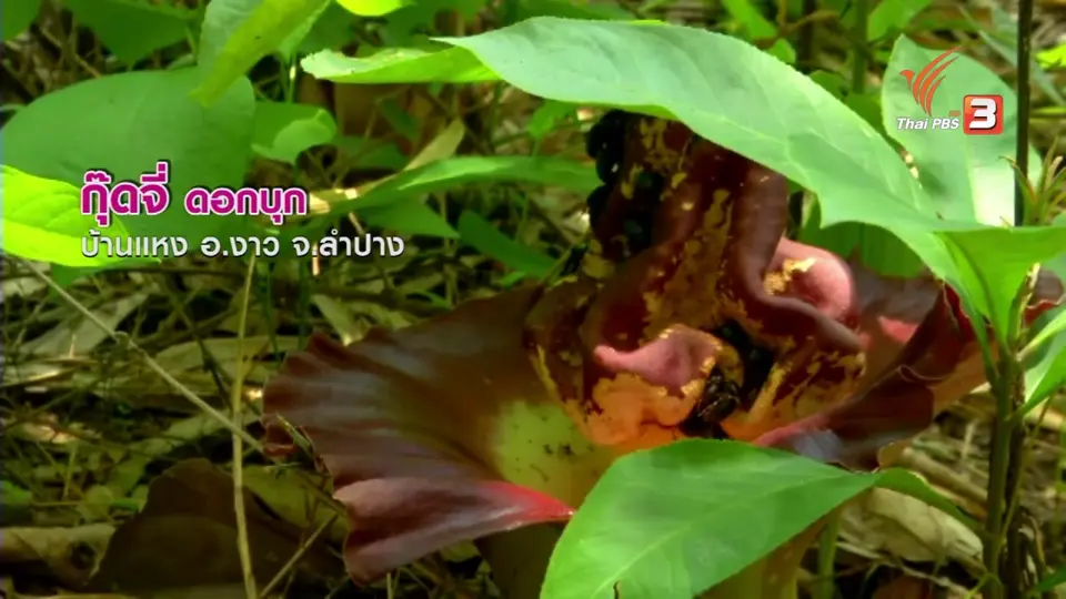 ตะลุยทั่วไทย : กุ๊ดจี่ ดอกบุก