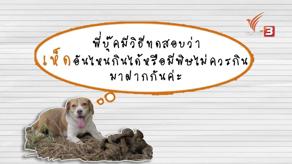 วิธีทดสอบเห็ดว่ามีพิษหรือไม่