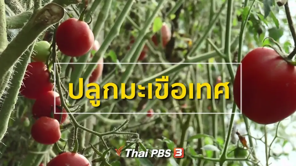 อาชีพทั่วไทย : ปลูกมะเขือเทศ
