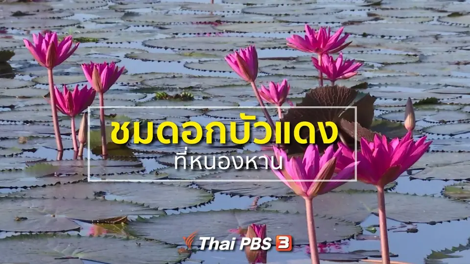 ชุมชนทั่วไทย : ชมดอกบัวแดงที่หนองหาน