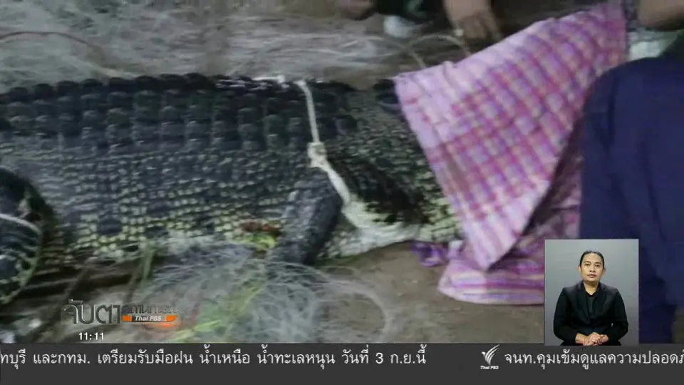 จับจระเข้ จ.ภูเก็ตได้แล้ว