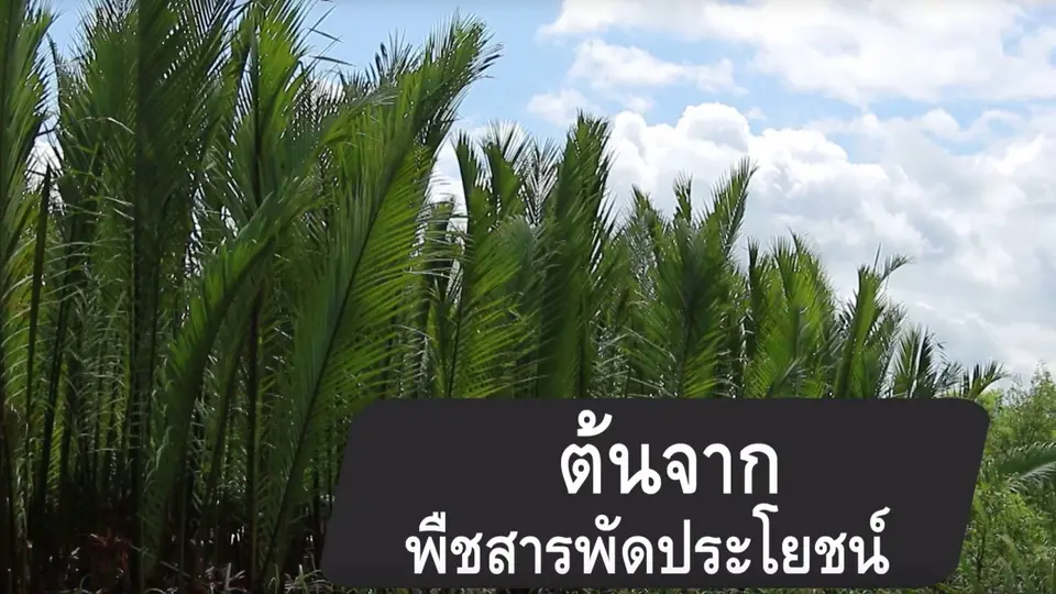 ต้นจากสารพัดประโยชน์