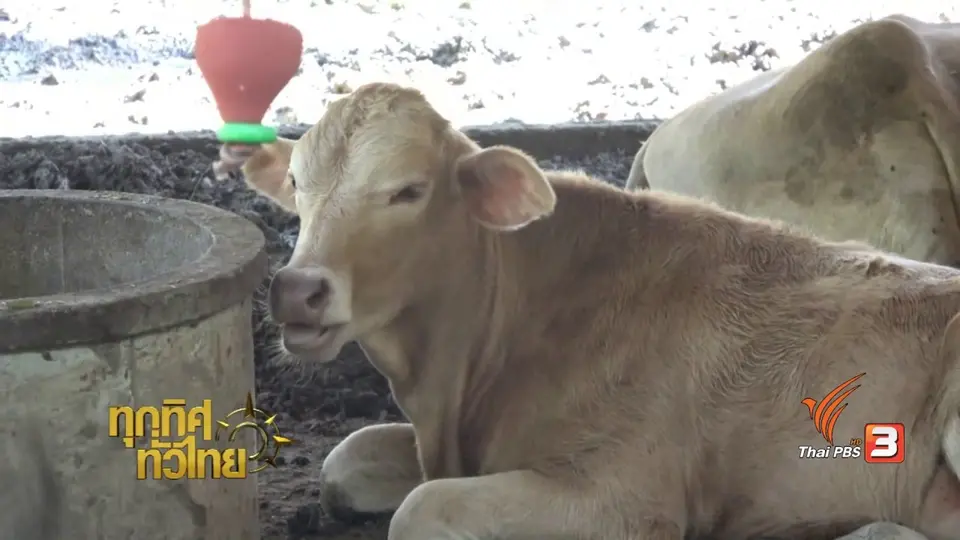 อาชีพทั่วไทย : นวัตกรรมอาหารวัว
