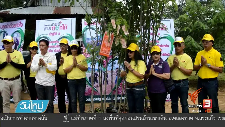 ปลูกดอกกัลปพฤกษ์บนเขาค้อ