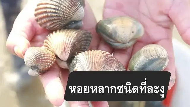 สูตรลับออนไลน์ : หอยหลากชนิดที่ละงู