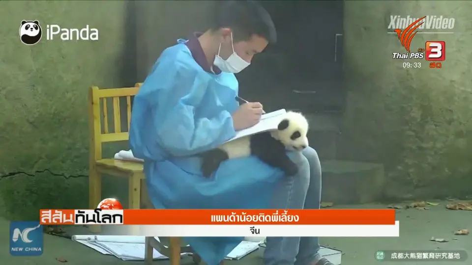 แพนด้าน้อยติดพี่เลี้ยง