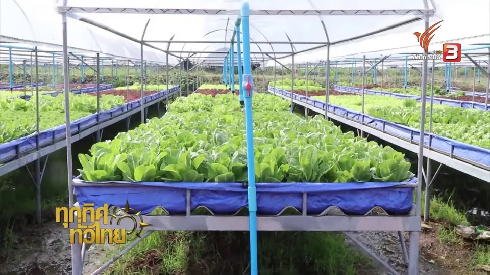 แปลงปลูกผักยกพื้น จ.ราชบุรี