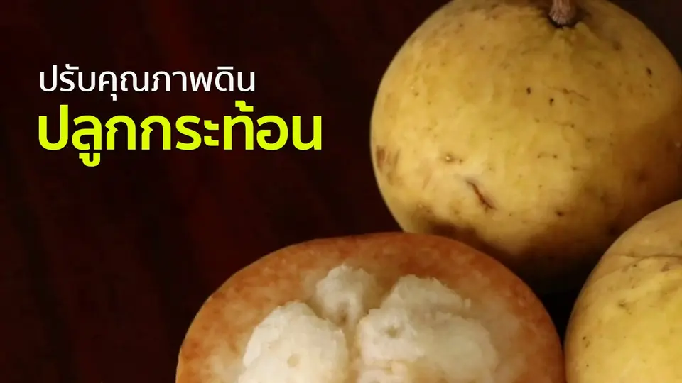 อาชีพทั่วไทย : เกษตรกรราชบุรีปรับคุณภาพดินปลูกกระท้อน