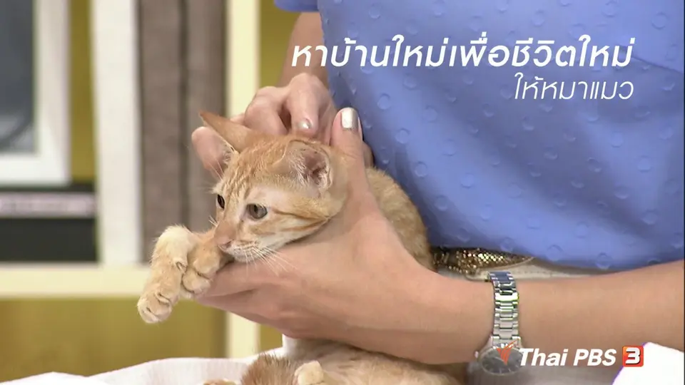 นารีสนทนา : หาบ้านใหม่เพื่อชีวิตใหม่ให้หมาแมว