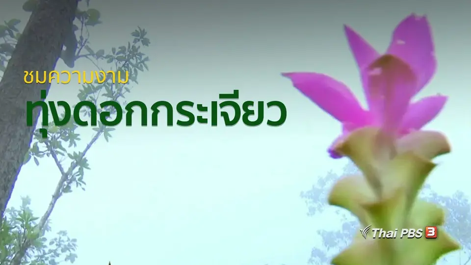 วิถีทั่วไทย : ชมความงามทุ่งดอกกระเจียว