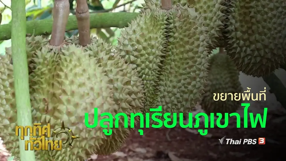 ชุมชนทั่วไทย : ขยายพื้นที่ปลูกทุเรียนภูเขาไฟศรีสะเกษ